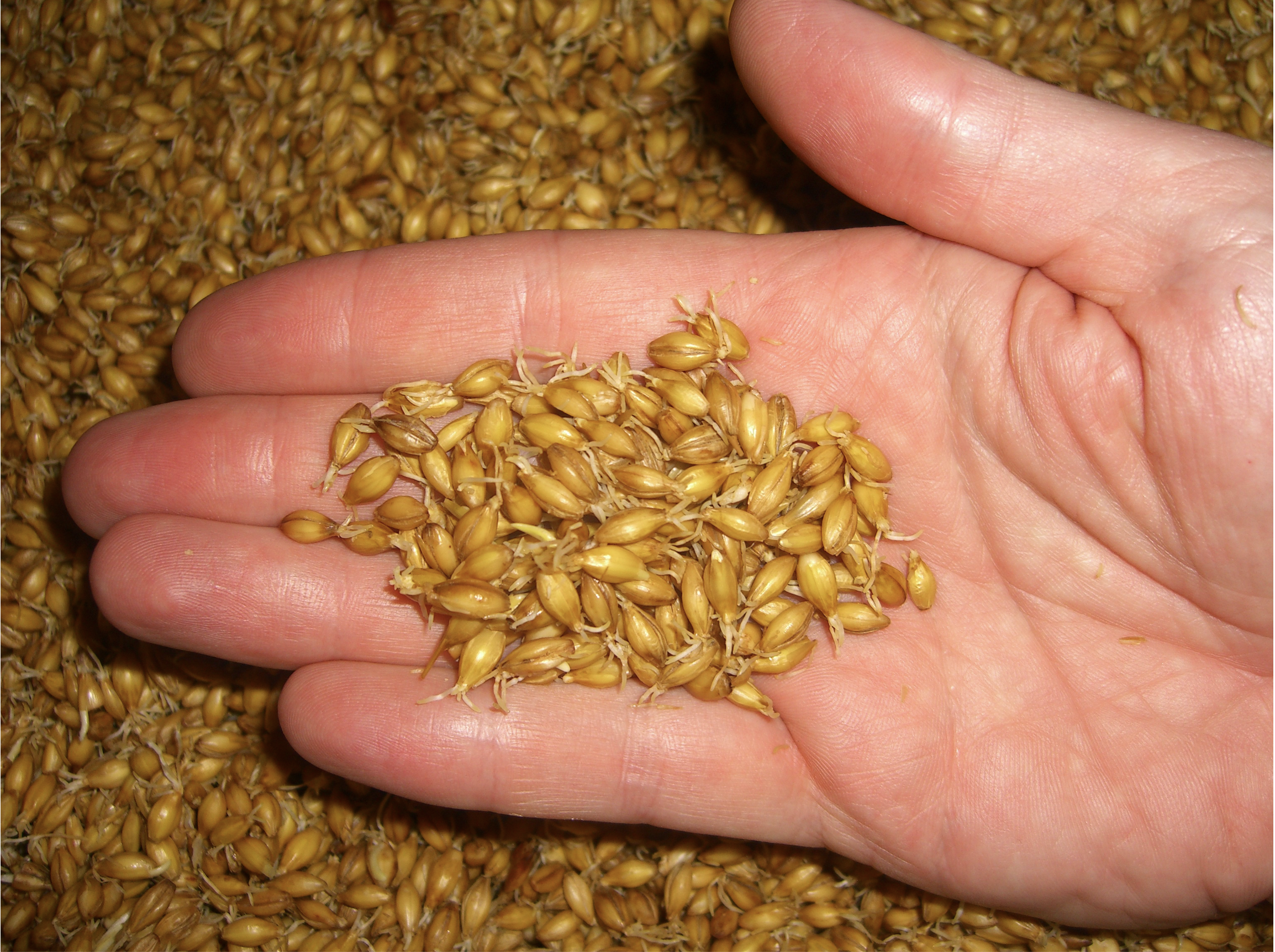 malted barley grain in the palm of a hand